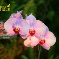 Gondozása Phalaenopsis