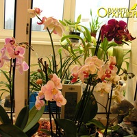 Gondozása Phalaenopsis (phalaenopsis Masterclass beporzás) Gondozása Phalaenopsis