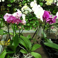 Gondozása Phalaenopsis (phalaenopsis Masterclass transzplantáció) Gondozása Phalaenopsis