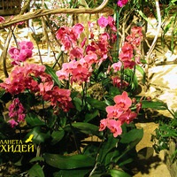 Gondozása Phalaenopsis (Phalaenopsis) Gondozása Phalaenopsis
