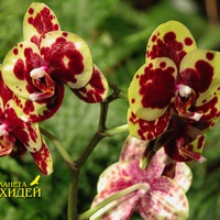 Gondozása Phalaenopsis (Phalaenopsis) Gondozása Phalaenopsis