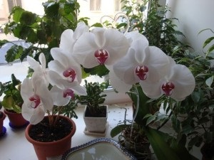 Gondozása Phalaenopsis orchidea (Phalaenopsis)