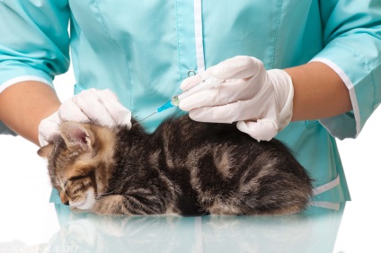 Védőoltás az állatok Ufa, címek, árak, foglalás