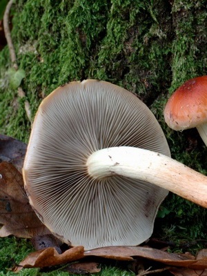 Féle hamis méz agarics fotó, leírás, ellentétben a ehető gombák (méz agarics) Féle hamis méz agarics fotó, leírás, ellentétben ehető gombák