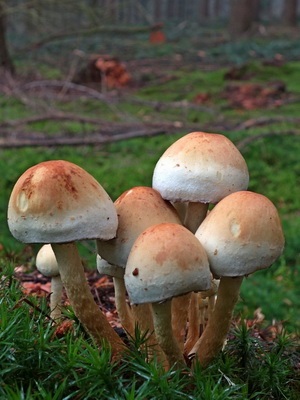 Féle hamis méz agarics fotó, leírás, ellentétben a ehető gombák (hamis) Féle hamis méz agarics fotó, leírás, ellentétben ehető gombák