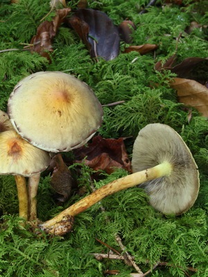 Féle hamis méz agarics fotó, leírás, ellentétben a ehető gombák (méz agarics) Féle hamis méz agarics fotó, leírás, ellentétben ehető gombák