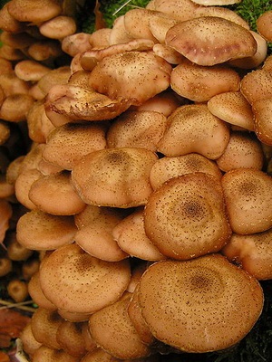 Féle hamis méz agarics fotó, leírás, ellentétben az ehető gombák (fotó) Féle hamis méz agarics fotó, leírás, ellentétben ehető gombák