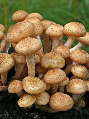 Féle hamis méz agarics fotó, leírás, ellentétben az ehető gombák (fotó) Féle hamis méz agarics fotó, leírás, ellentétben ehető gombák