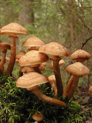Féle hamis méz agarics fotó, leírás, ellentétben a ehető gombák (hamis) Féle hamis méz agarics fotó, leírás, ellentétben ehető gombák