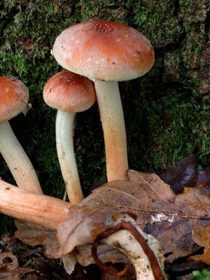 Féle hamis méz agarics fotó, leírás, ellentétben a ehető gombák (hamis) Féle hamis méz agarics fotó, leírás, ellentétben ehető gombák