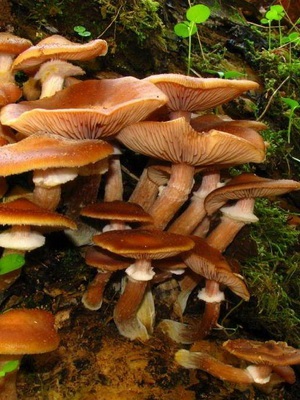 Féle hamis méz agarics fotó, leírás, ellentétben a ehető gombák (hamis) Féle hamis méz agarics fotó, leírás, ellentétben ehető gombák