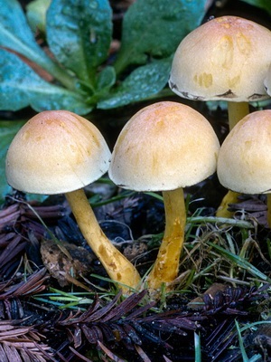 Féle hamis méz agarics fotó, leírás, ellentétben a ehető gombák (hamis) Féle hamis méz agarics fotó, leírás, ellentétben ehető gombák