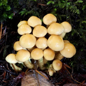 Féle hamis méz agarics fotó, leírás, ellentétben az ehető gombák (fotó) Féle hamis méz agarics fotó, leírás, ellentétben ehető gombák
