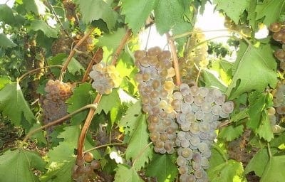 Szőlőfajták rkatsiteli - jellemzői és tulajdonságai (jellemzői) Szőlőfajták Rkatsiteli - jellemzői és tulajdonságai