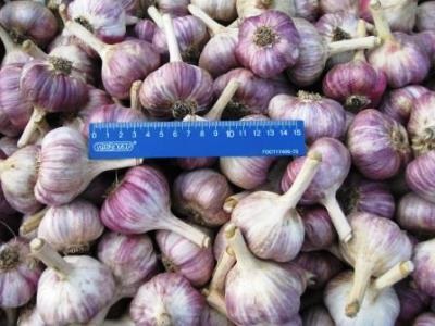 Növekvő fokhagyma, mint a vállalkozások jövedelmezősége, a nagy költség, jó otthon (üzleti) Növekvő fokhagyma, mint a vállalkozások jövedelmezősége, a nagy költség, jó otthon