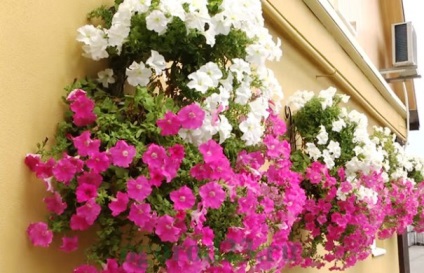 Növekvő petunias magról otthon (petunias) Növekvő petúnia magról otthon