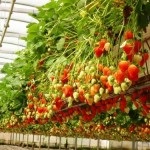 Вирощування розсади на продаж як скласти грамотний бізнес-план і врахувати всі особливості бізнесу