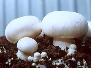 Növekvő gombát otthon technológia, mint a micélium növekedését lépésről lépésre videók