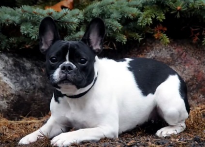 Oktatási francia bulldog, képzés, fotók és videó (oktatás) Oktatási francia bulldog, képzés, fotó és videó