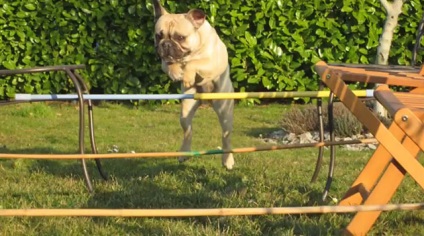 Oktatási francia bulldog, képzés, fotók és videó (Bulldog) Oktatási francia bulldog, képzés, fotó és videó