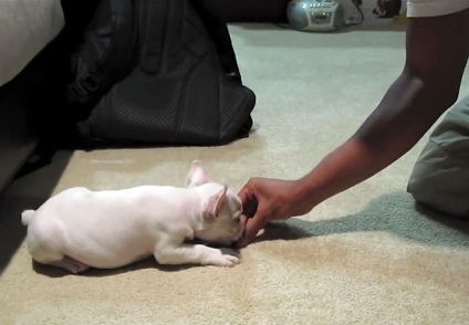 Oktatási francia bulldog, képzés, fotók és videó (francia bulldog lett) Oktatási francia bulldog, képzés, fotó és videó