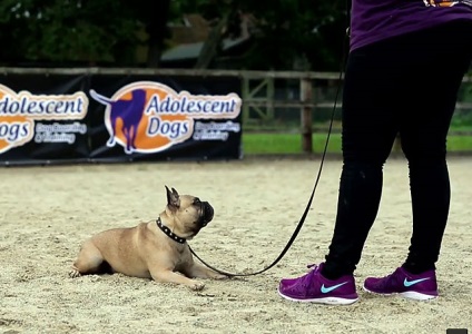 Oktatási francia bulldog, képzés, fotó és videó