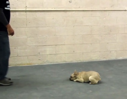 Oktatási francia bulldog, képzés, fotók és videó (Bulldog) Oktatási francia bulldog, képzés, fotó és videó