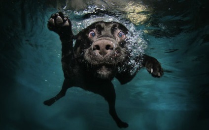 Ne minden kutya tud úszni