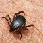 A rezidens a Rostov régió meghalt a kullancscsípés, a legfrissebb híreket az Ön számára (rezidens) A rezidens a Rostov régió meghalt a kullancscsípés, a legfrissebb hír az Ön számára