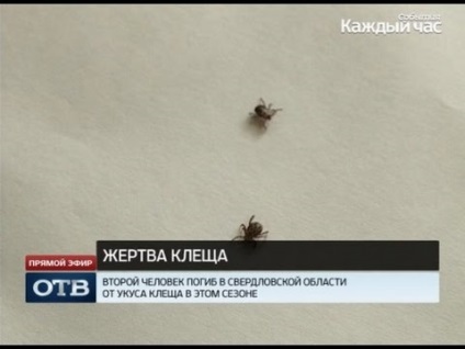 A rezidens a Rostov régió meghalt a kullancscsípés, a legfrissebb híreket az Ön számára (harapás) A rezidens a Rostov régió meghalt a kullancscsípés, a legfrissebb hír az Ön számára