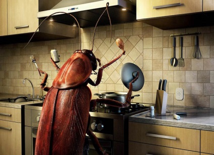 Zhuchi a konyhában kis barna, hogyan lehet megszabadulni a fekete bogarak, ha nevelt, eszközök