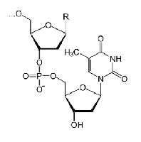 Polinukleotid értelmében (word) Jelentés polinukleotid