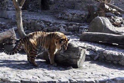 Zoo Kijev jegy ára, menetrend, fotók, hivatalos honlapján, cím és értékelés (Zoo) Zoo Kijev jegy ára, menetrend, fotók, hivatalos honlapján, cím és vélemények
