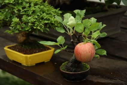 12 legszebb bonsai - fénykép világ tények