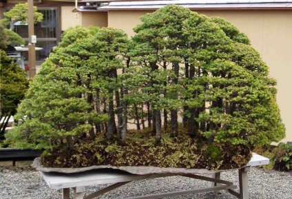 12 legszebb bonsai - fénykép világ tények