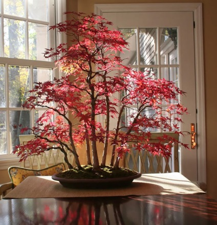 15. A legszebb és eredeti bonsai fák