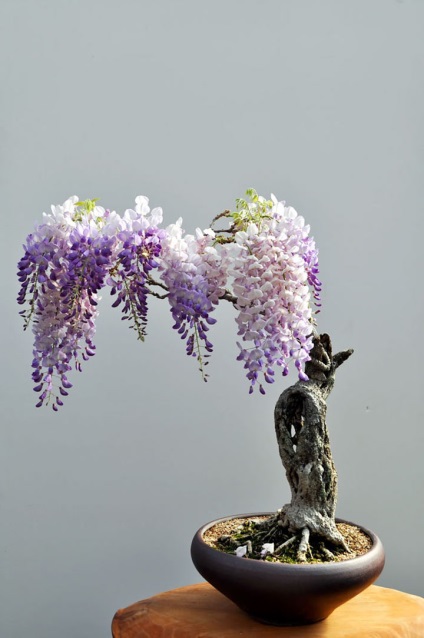 15. A legszebb és eredeti bonsai fák