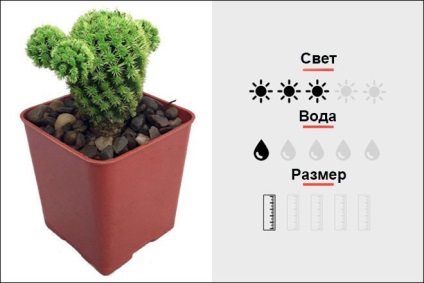 Top 18 szobanövények, férfi magmens (Cactus Top 18 szobanövények, férfi magmens