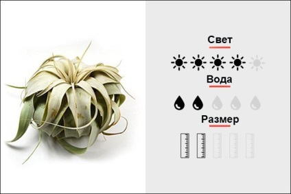 Top 18 szobanövények, férfi magmens (Hybrid Sedum Burrito) Top 18 szobanövények, férfi magmens