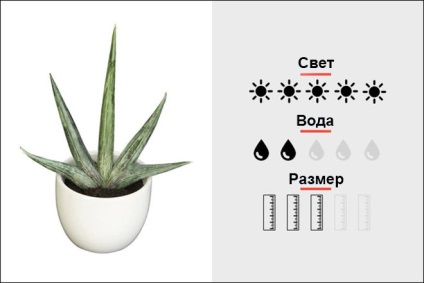 Top 18 szobanövények, férfi magmens (Cactus Top 18 szobanövények, férfi magmens