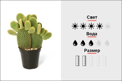 Top 18 szobanövények, férfi magmens (Hybrid Sedum Burrito) Top 18 szobanövények, férfi magmens