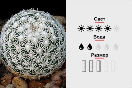 Top 18 szobanövények, férfi magmens (Cactus Top 18 szobanövények, férfi magmens