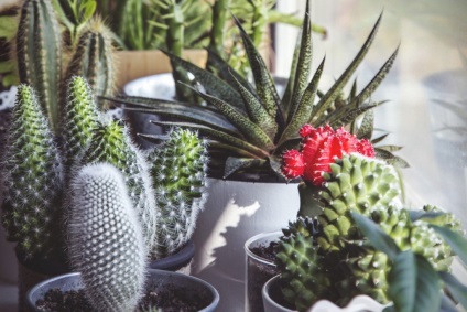 Top 18 szobanövények, férfi magmens (Cactus Top 18 szobanövények, férfi magmens