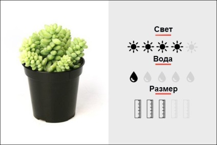 Top 18 szobanövények, férfi magmens (Cactus Top 18 szobanövények, férfi magmens