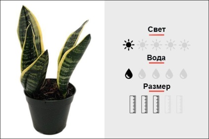 Top 18 szobanövények, férfi magmens (Cactus Top 18 szobanövények, férfi magmens