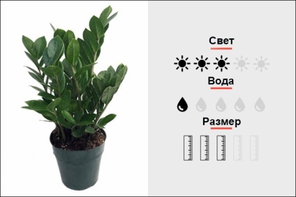 Top 18 szobanövények, férfi magmens (Cactus Top 18 szobanövények, férfi magmens