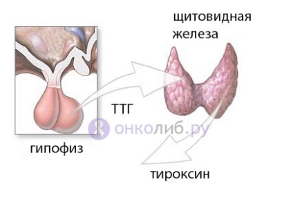 Pajzsmirigy adenoma, follikuláris neoplazma, toxikus