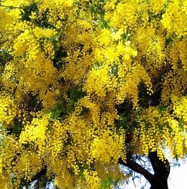 Acacia sárga