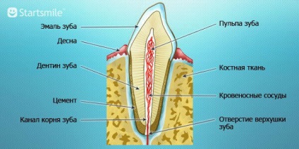 Az anatómiai szerkezete az emberi fogak