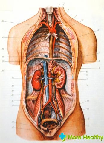 Az emberi anatómia a fotó